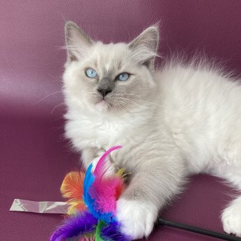 chaton Ragdoll blue point mitted Scoop Les Ragdolls de la Croisette