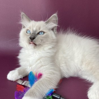 chaton Ragdoll blue point mitted Scoop Les Ragdolls de la Croisette