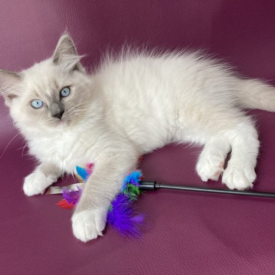 chaton Ragdoll blue point mitted Scoop Les Ragdolls de la Croisette