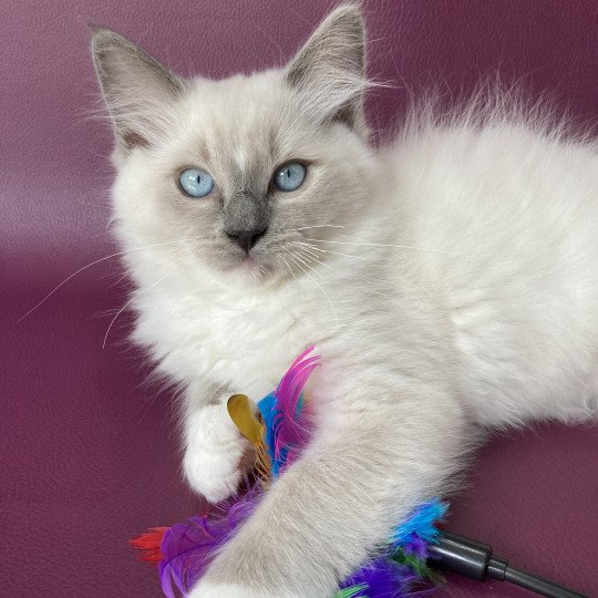 chaton Ragdoll blue point mitted Scoop Les Ragdolls de la Croisette