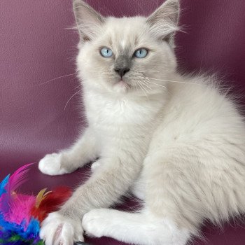 chaton Ragdoll blue point mitted Scoop Les Ragdolls de la Croisette