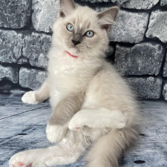 chaton Ragdoll blue point mitted Scoop Les Ragdolls de la Croisette