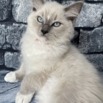 chaton Ragdoll blue point mitted Scoop Les Ragdolls de la Croisette