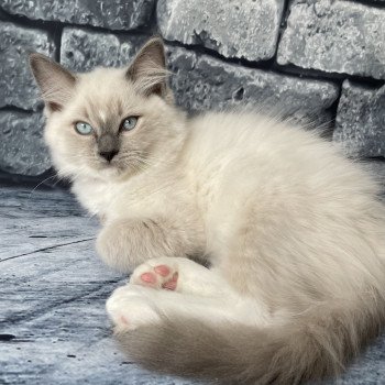 chaton Ragdoll blue point mitted Scoop Les Ragdolls de la Croisette