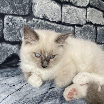 chaton Ragdoll blue point mitted Scoop Les Ragdolls de la Croisette