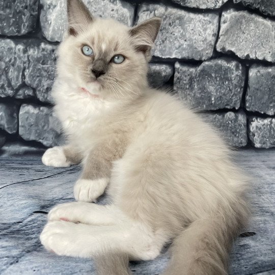 chaton Ragdoll blue point mitted Scoop Les Ragdolls de la Croisette