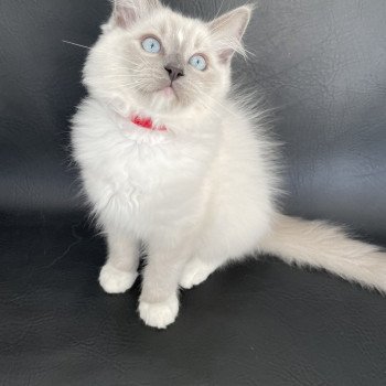 chaton Ragdoll blue point mitted Scoop Les Ragdolls de la Croisette