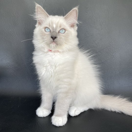 chaton Ragdoll blue point mitted Scoop Les Ragdolls de la Croisette