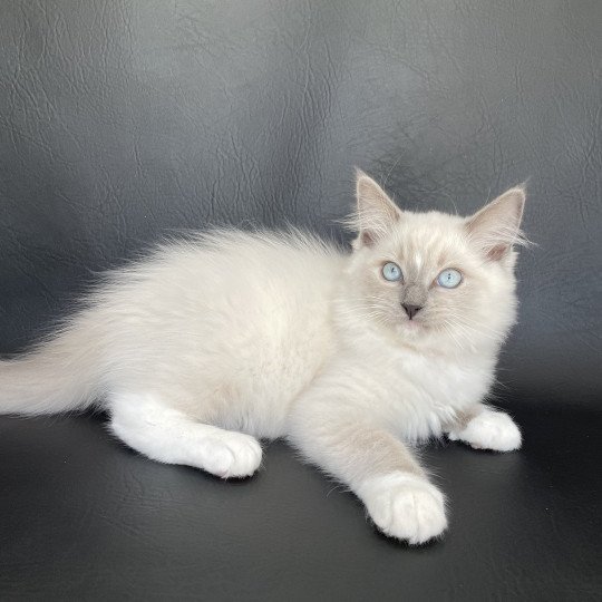 chaton Ragdoll blue point mitted Scoop Les Ragdolls de la Croisette