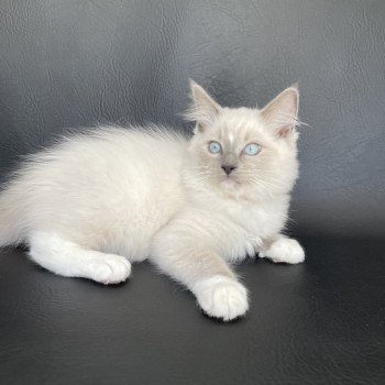 chaton Ragdoll blue point mitted Scoop Les Ragdolls de la Croisette