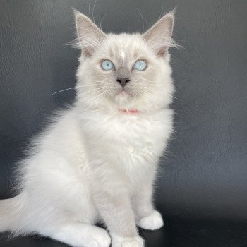 chaton Ragdoll blue point mitted Scoop Les Ragdolls de la Croisette