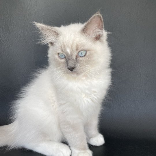 chaton Ragdoll blue point mitted Scoop Les Ragdolls de la Croisette