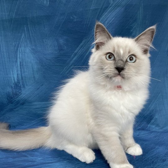 chaton Ragdoll blue point mitted Scoop Les Ragdolls de la Croisette