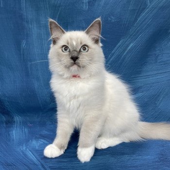 chaton Ragdoll blue point mitted Scoop Les Ragdolls de la Croisette