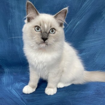 chaton Ragdoll blue point mitted Scoop Les Ragdolls de la Croisette