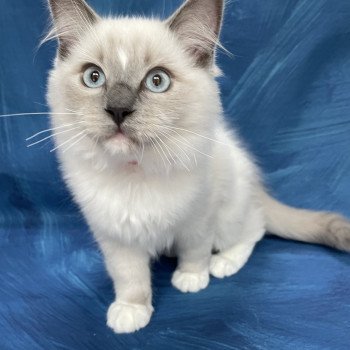 chaton Ragdoll blue point mitted Scoop Les Ragdolls de la Croisette