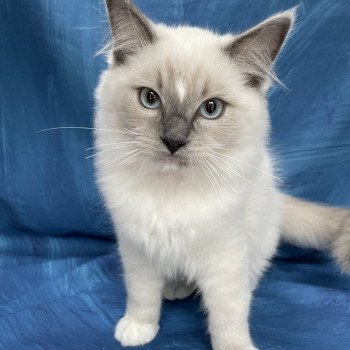 chaton Ragdoll blue point mitted Scoop Les Ragdolls de la Croisette