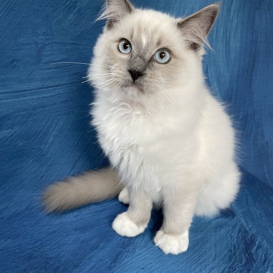 chaton Ragdoll blue point mitted Scoop Les Ragdolls de la Croisette