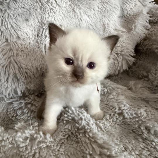 chaton Ragdoll rouge Les Ragdolls de la Croisette
