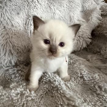 chaton Ragdoll rouge Les Ragdolls de la Croisette