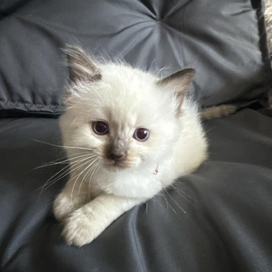 chaton Ragdoll rouge Les Ragdolls de la Croisette