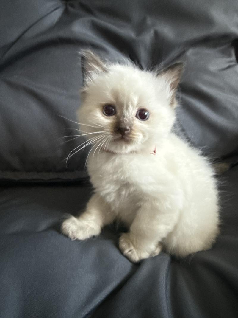 rouge De La Croisette Mâle Ragdoll