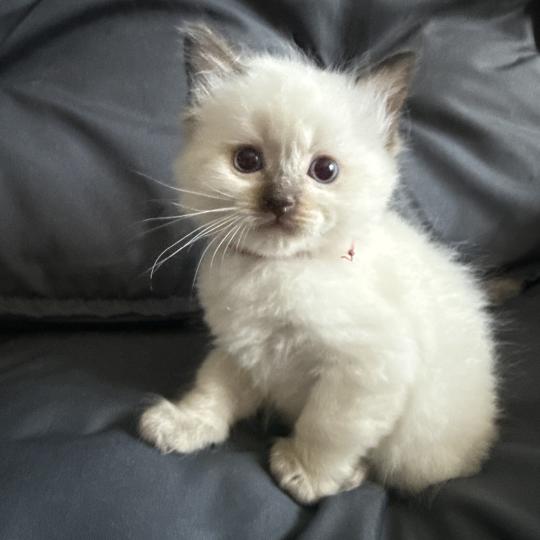 chaton Ragdoll rouge Les Ragdolls de la Croisette