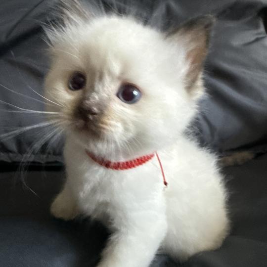 chaton Ragdoll rouge Les Ragdolls de la Croisette