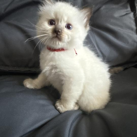chaton Ragdoll rouge Les Ragdolls de la Croisette