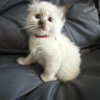 chaton Ragdoll rouge Les Ragdolls de la Croisette