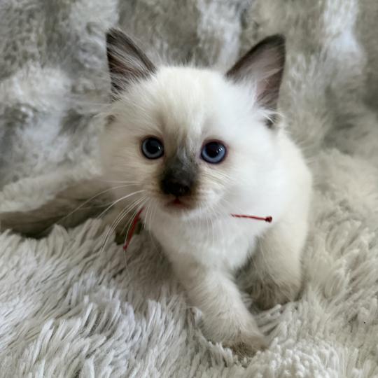 chaton Ragdoll chocolate point rouge Les Ragdolls de la Croisette
