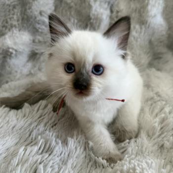 chaton Ragdoll chocolate point rouge Les Ragdolls de la Croisette