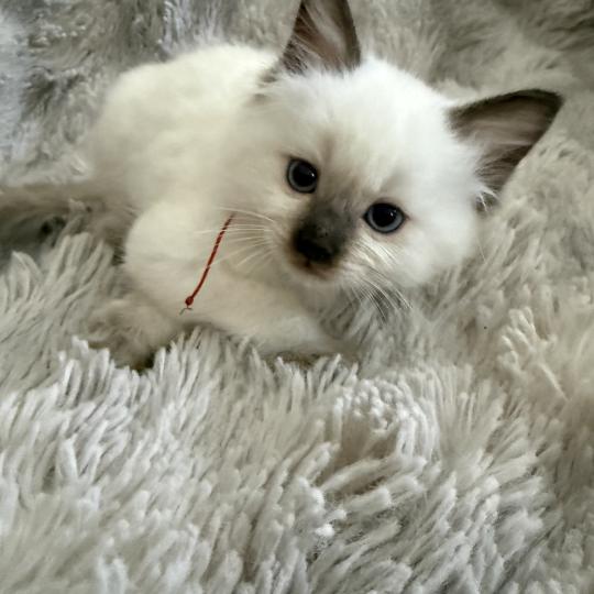 chaton Ragdoll chocolate point rouge Les Ragdolls de la Croisette