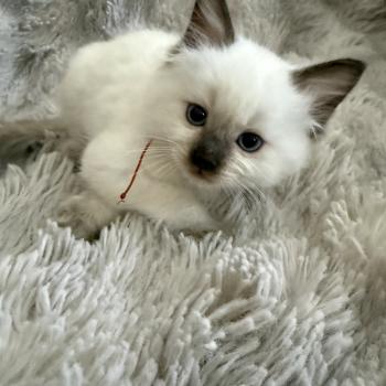 chaton Ragdoll chocolate point rouge Les Ragdolls de la Croisette