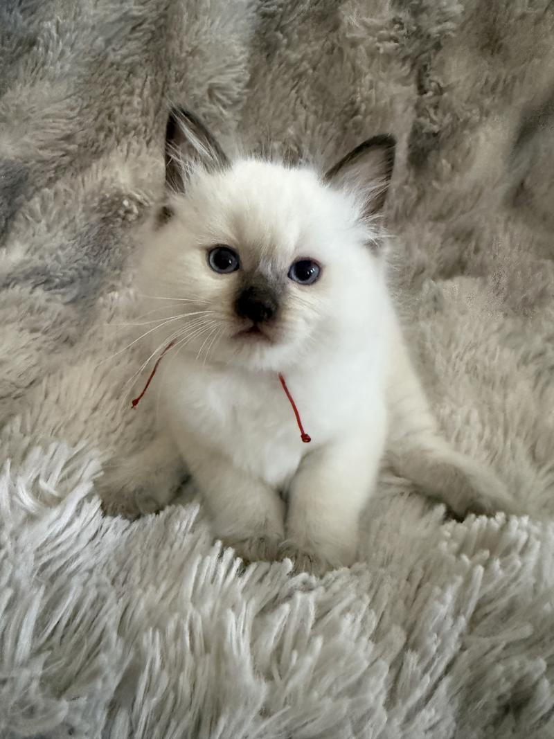 rouge De La Croisette Mâle Ragdoll