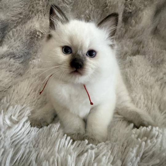 rouge De La Croisette Mâle Ragdoll
