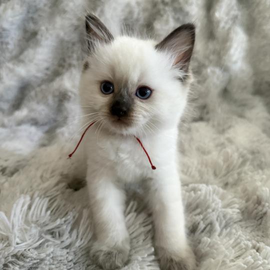 chaton Ragdoll chocolate point rouge Les Ragdolls de la Croisette