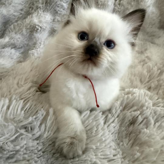 chaton Ragdoll chocolate point rouge Les Ragdolls de la Croisette