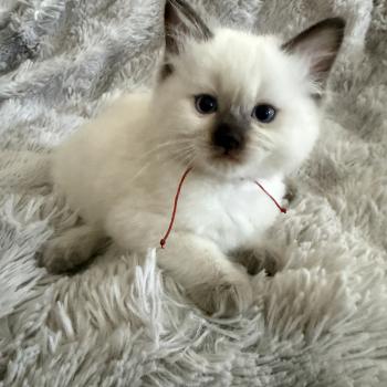 chaton Ragdoll chocolate point rouge Les Ragdolls de la Croisette