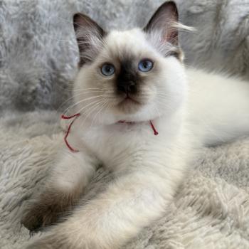 chaton Ragdoll chocolate point Bullitt Les Ragdolls de la Croisette