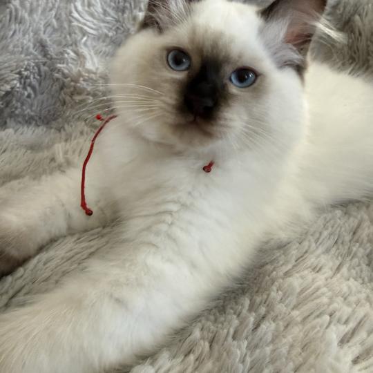 chaton Ragdoll chocolate point Bullitt Les Ragdolls de la Croisette