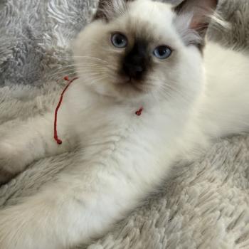 chaton Ragdoll chocolate point Bullitt Les Ragdolls de la Croisette