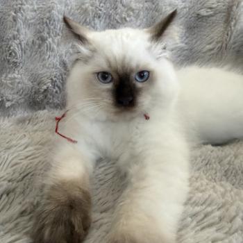 chaton Ragdoll chocolate point Bullitt Les Ragdolls de la Croisette
