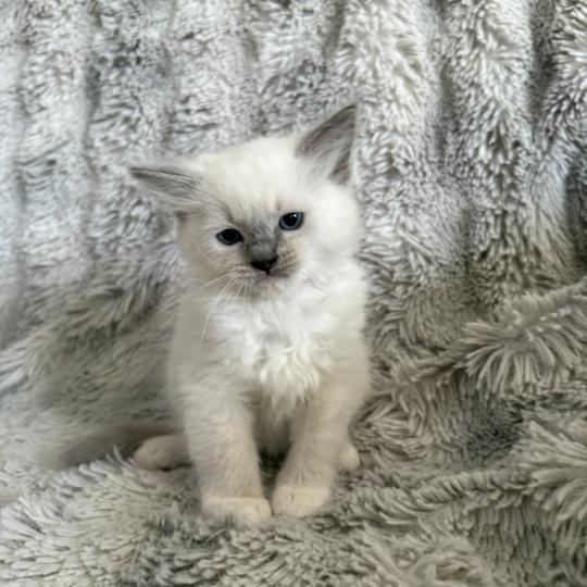 chaton Ragdoll blue point mitted Rouge Les Ragdolls de la Croisette