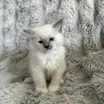 chaton Ragdoll blue point mitted Rouge Les Ragdolls de la Croisette