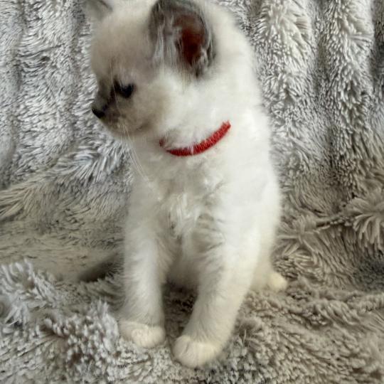 chaton Ragdoll blue point mitted Rouge Les Ragdolls de la Croisette