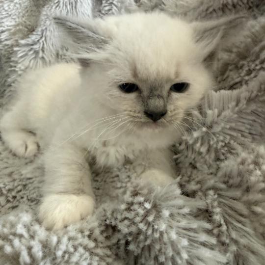 chaton Ragdoll blue point mitted Rouge Les Ragdolls de la Croisette