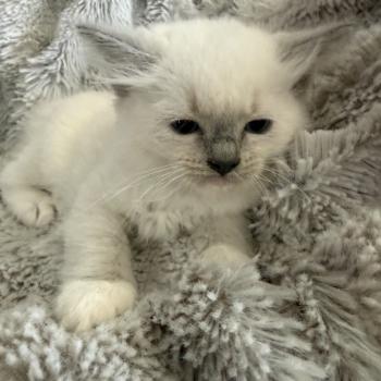 chaton Ragdoll blue point mitted Rouge Les Ragdolls de la Croisette