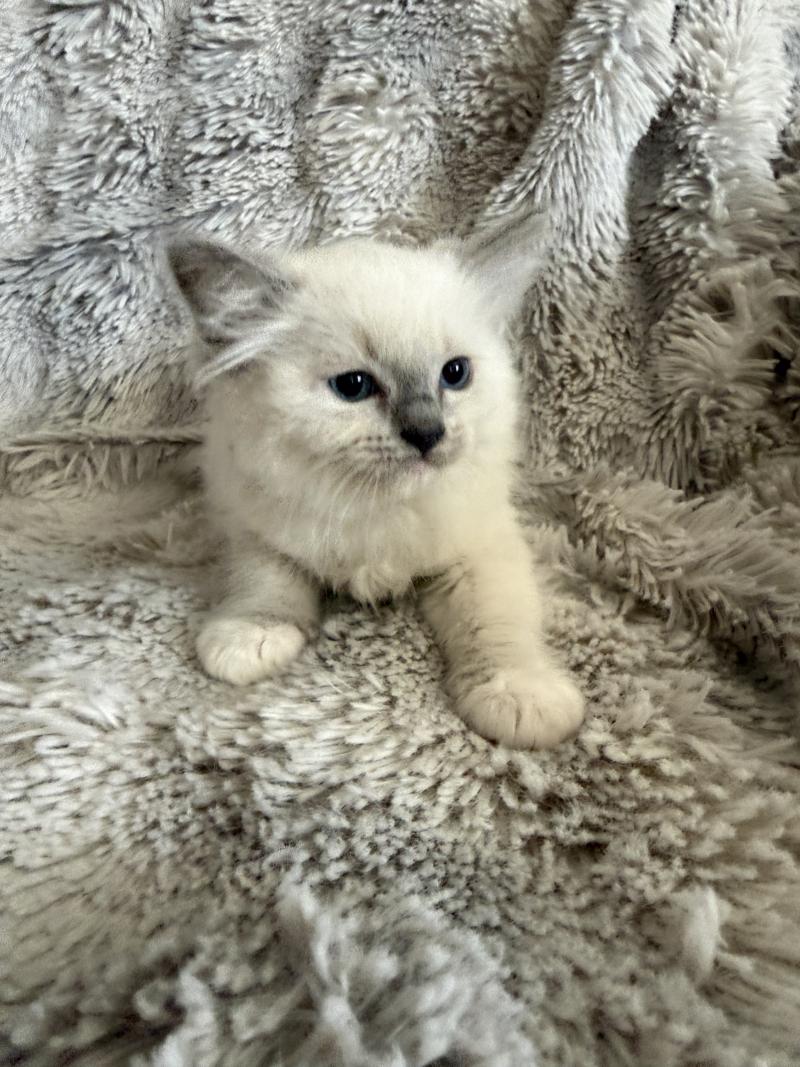 Rouge De La Croisette Mâle Ragdoll