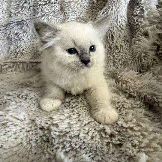 chaton Ragdoll blue point mitted Rouge Les Ragdolls de la Croisette